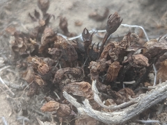 Aphyllon fasciculatum