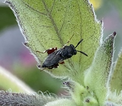 Brachymeria podagrica