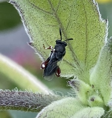 Brachymeria podagrica