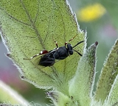 Brachymeria podagrica