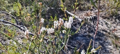 Epacris microphylla