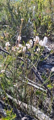 Epacris microphylla