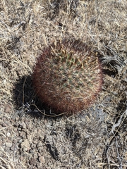 Pediocactus