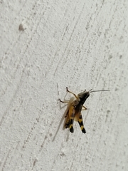 Boopedon flaviventris