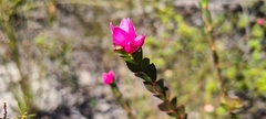 Boronia serrulata