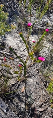Boronia serrulata