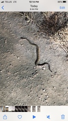 Crotalus oreganus oreganus