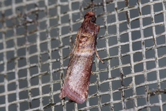 Addyme confusalis