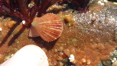 Chlamys hastata