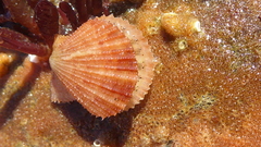 Chlamys hastata