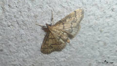 Metasia ophialis