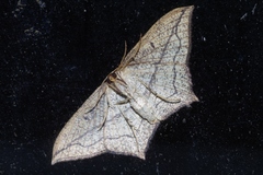 Timandra convectaria