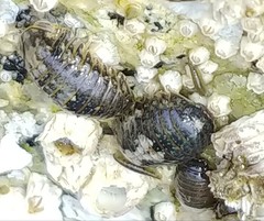 Gnorimosphaeroma oregonense