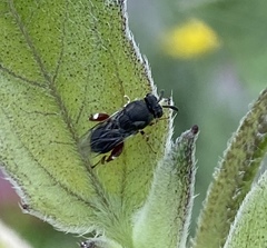 Brachymeria podagrica