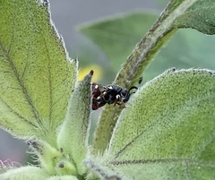 Brachymeria podagrica