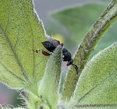 Brachymeria podagrica