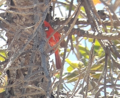 Cardinalis phoeniceus