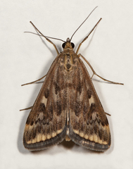 Loxostege sticticalis