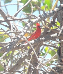 Cardinalis phoeniceus