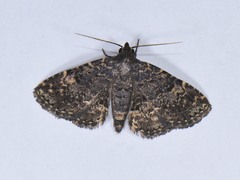 Metalectra diabolica