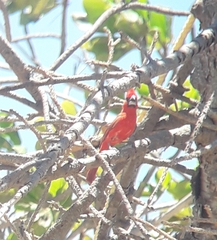 Cardinalis phoeniceus
