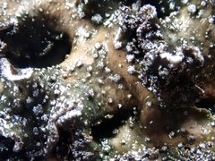 Pseudocyphellaria intricata