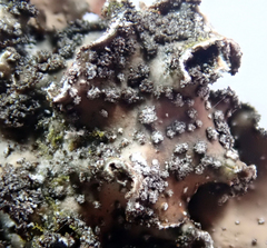 Pseudocyphellaria intricata