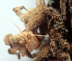 Pseudocyphellaria intricata
