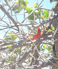 Cardinalis phoeniceus