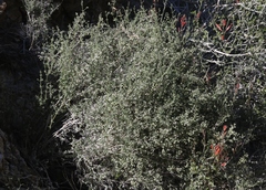 Galium stellatum eremicum