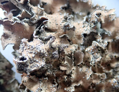Pseudocyphellaria intricata