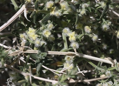 Galium stellatum eremicum
