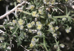 Galium stellatum eremicum