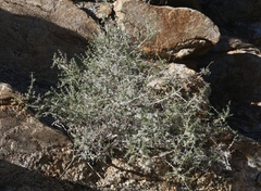 Galium stellatum eremicum