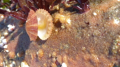 Chlamys hastata