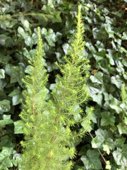 Erica lusitanica