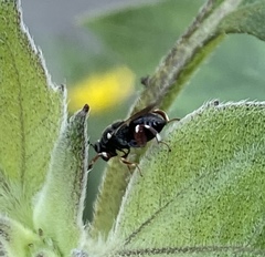 Brachymeria podagrica