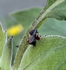 Brachymeria podagrica