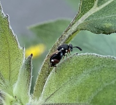 Brachymeria podagrica