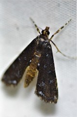 Langessa nomophilalis