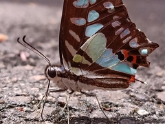 Graphium evemon eventus