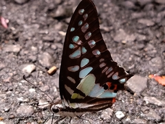 Graphium evemon eventus