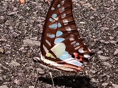 Graphium evemon eventus