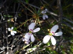 Stylidium crassifolium