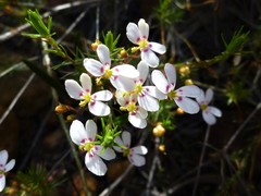 Stylidium crassifolium