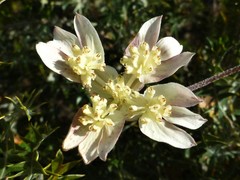 Xanthosia tomentosa