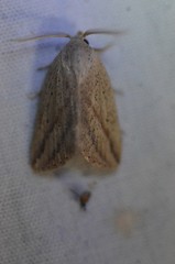 Amolita obliqua