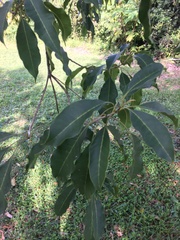 Chionanthus compactus