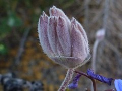Xanthosia tomentosa