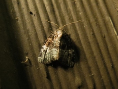 Neoligia crytora